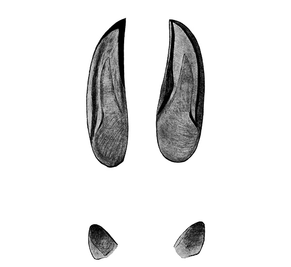 Animal Tracking Quiz, Question 5 - Can you identify this animal track?