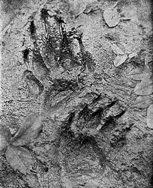Animal Tracking Quiz, Question 1 - Can you identify this animal track?