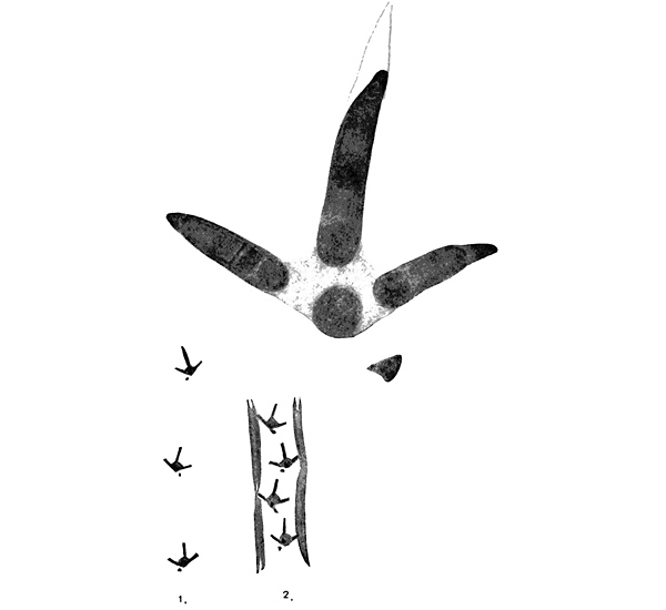 Animal Tracking Quiz, Question 6 - Can you identify this animal track?