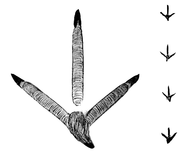 Animal Tracking Quiz, Question 7 - Can you identify this animal track?
