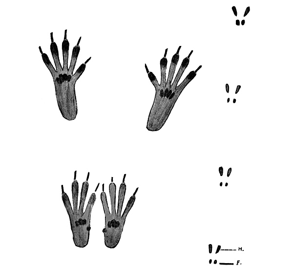 Animal Tracking Quiz, Question 2 - Can you identify this animal track?