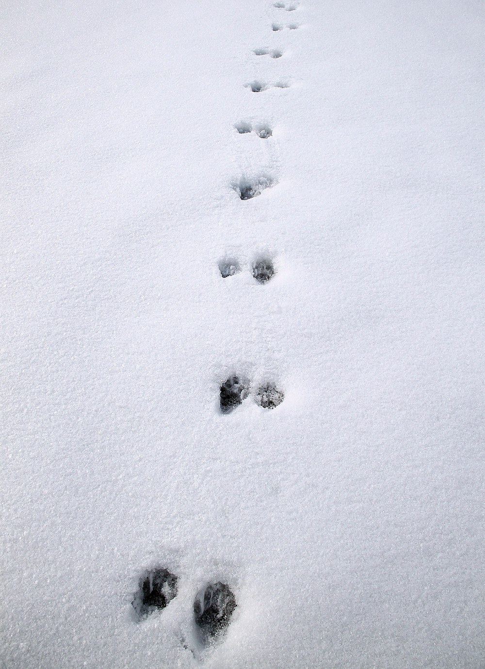 Animal Tracking Quiz, Question 4 - Can you identify this animal track?