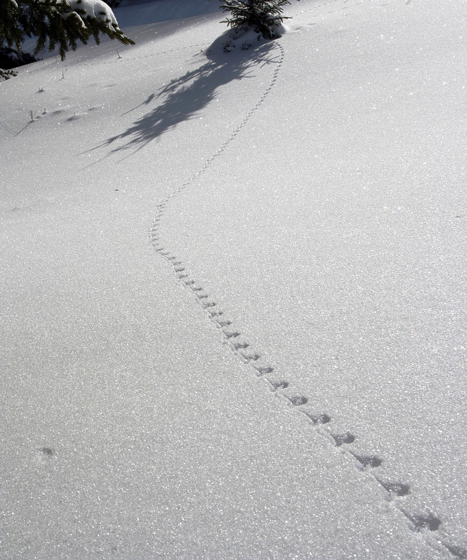 Animal Tracking Quiz, Question 3 - Can you identify this animal track?