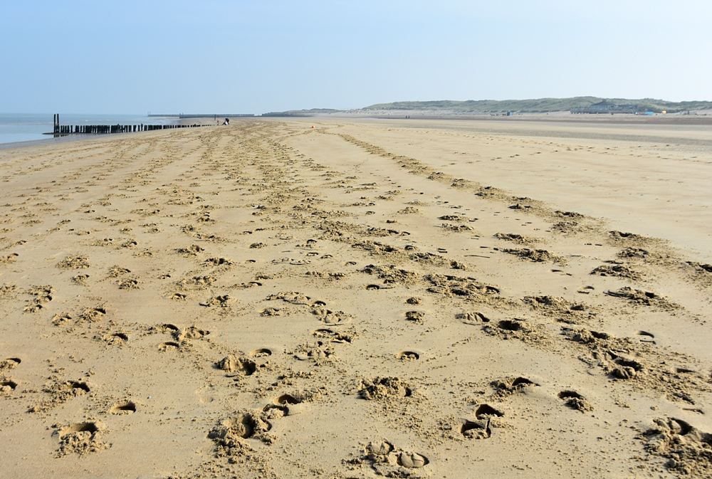 Animal Tracking Quiz, Question 4 - Can you identify this animal track?