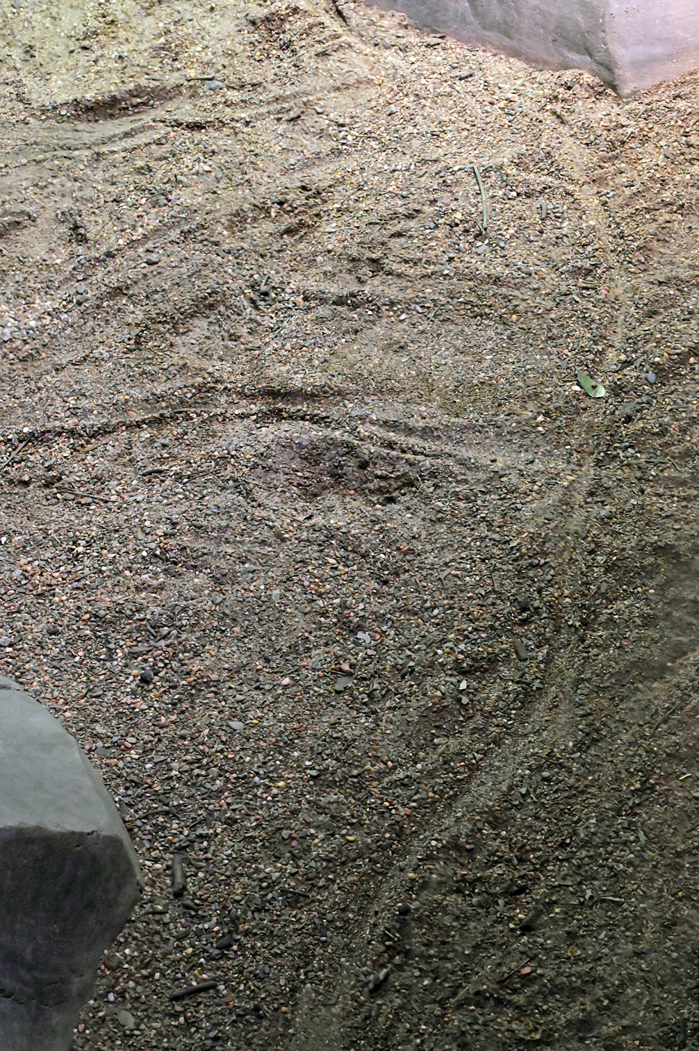 Animal Tracking Quiz, Question 2 - Can you identify this animal track?