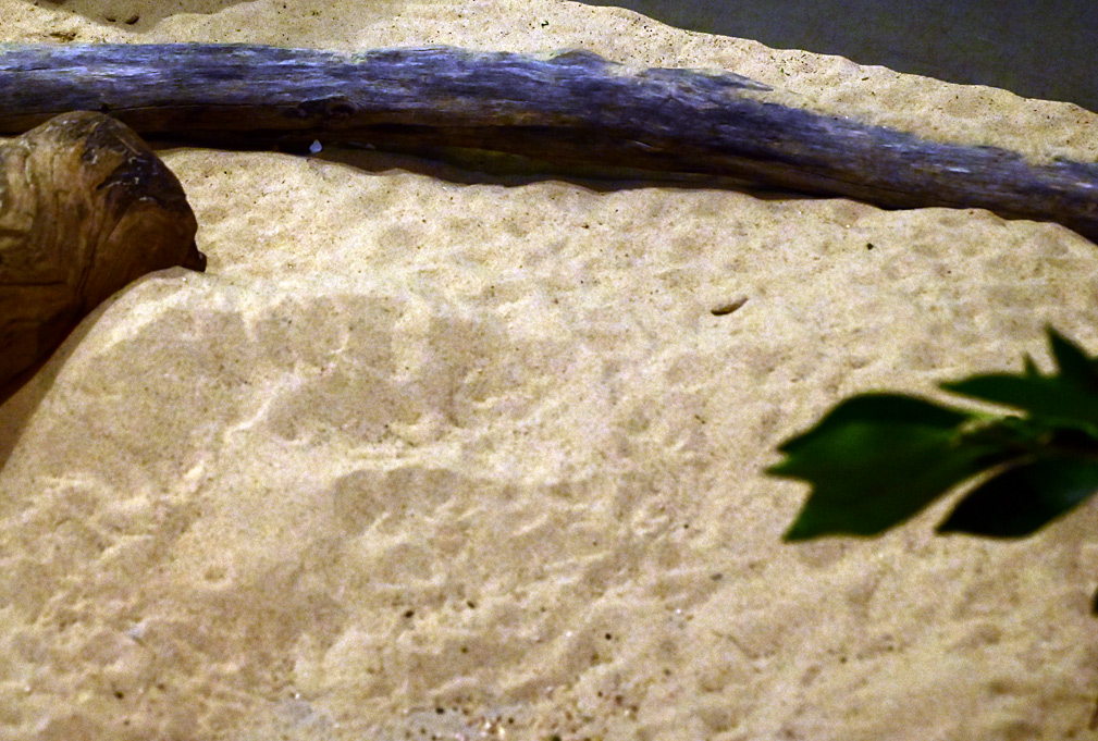 Animal Tracking Quiz, Question 6 - Can you identify this animal track?