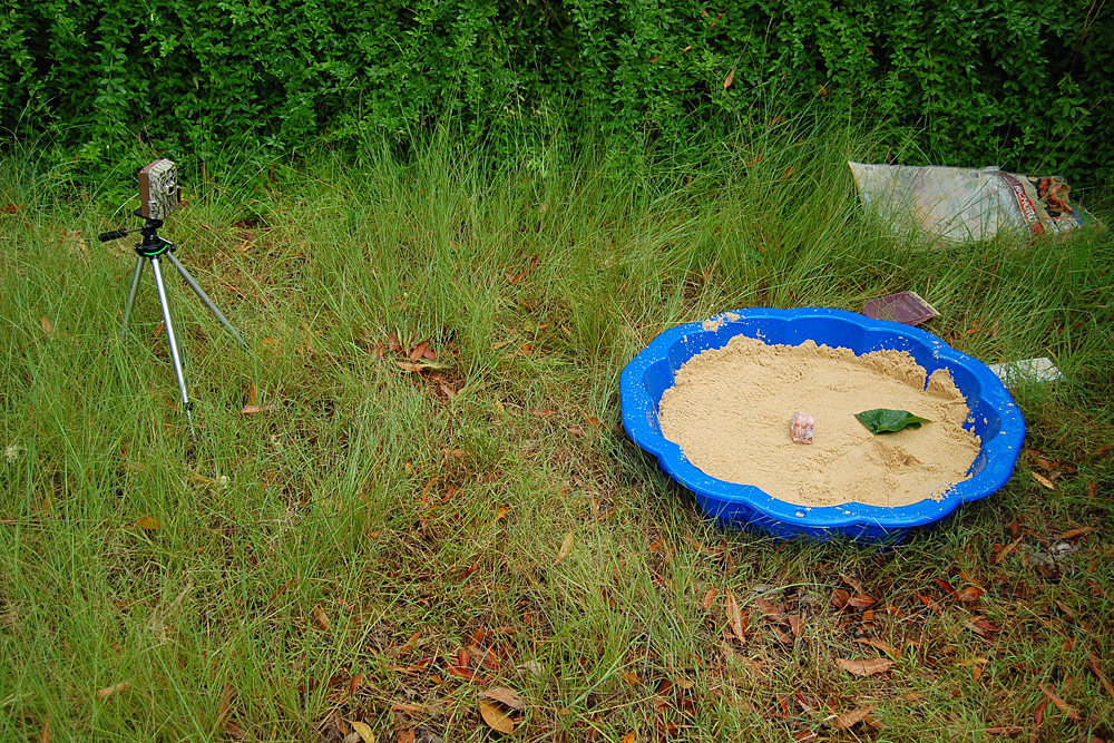 Using a trail camera with the clam-shell sandpit tracking box - Make an Instant Tracking Box to Learn Animal Tracking - Survival.org.au