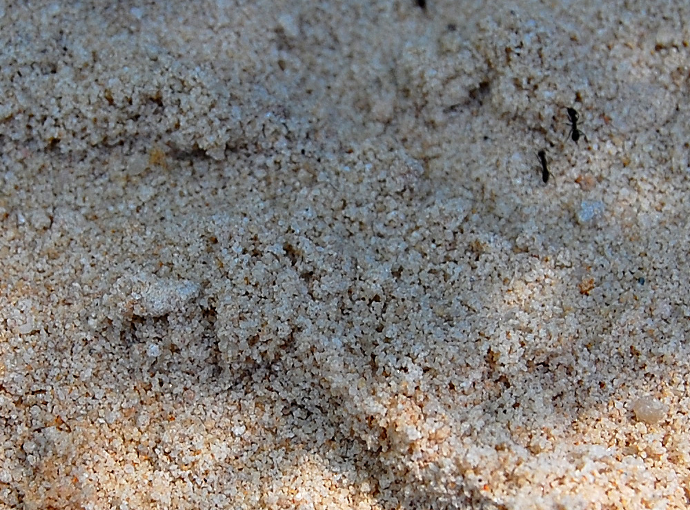 Close-up crop from the same photograph as shown above. You can see the approximate scale/size of the animal track by comparing with the size of the common small black ants - Make an Instant Tracking Box to Learn Animal Tracking - Survival.org.au