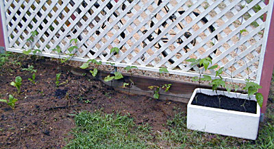 Starting a Vegetable Garden - Beans Growing up Trellis